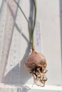【現品実生6年】アルブカ ヴィスコーサ 実生球根1個【珍奇植物ケープバルブ】