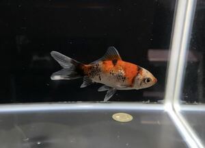 【アクアヒーリング　プレアデス】　金魚　goldfish_farm_ym様作　銀鱗朱文金　a-4