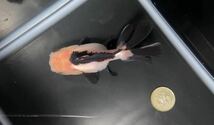 【アクアヒーリング　プレアデス】　金魚　インドネシア産　トリカラーオランダ　5 パンダオランダ_画像6