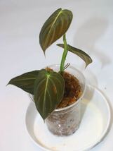 1/7落札　出品番3番Philodendron”Melanochrysum “ Variegataフィロデンドロン　メラノクリサム　斑入り_画像3