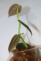 1/7落札　出品番3番Philodendron”Melanochrysum “ Variegataフィロデンドロン　メラノクリサム　斑入り_画像5