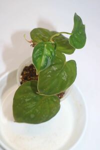 1/13落札　出品番号10番 フィロデンドロン sp. エクアドル産 Philodendron sp.Ecuador