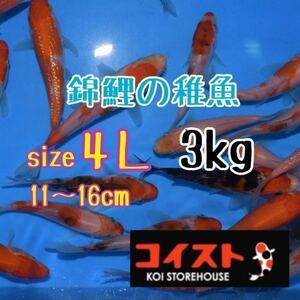 錦鯉稚魚　サイズ4L〜3Lミックス3.0㎏　餌用　約8～16㎝（70～130匹）プラス100ｇ　選別漏れ