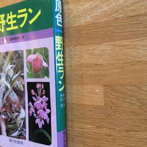 原色 野生ラン 橋本保 神田淳 家の光協会 a420a4の画像2