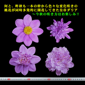 皇帝ダリアの幹：珍品◆一本の幹から各種変化咲きが多数開花◆節の最大径2cm,3cm前後各1本,合計2本◆今春の苗取得用◆効率的越冬法補足書添