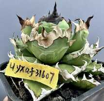 多肉植物 アガベ 姫厳竜 agave titanota チタノタ オテロイ 姫厳龍 ドワーフ ④_画像6