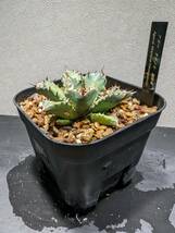 多肉植物 アガベ 姫厳竜 agave titanota チタノタ オテロイ 姫厳龍 ドワーフ ④_画像2