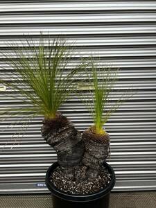 ・WPJ・2024初売り！最高のブランチ3ヘッド　Xanthorrhoea johnsonii クサントロエア　ジョンソニー