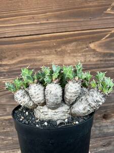 ・WPJ・2024初売り！euphorbia clavigera ユーフォルビア クラビゲラ　輸入後3年以上