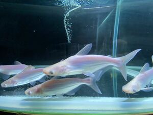送料込！熱帯魚 【アルビノカイヤン】約１０cm １匹 古代魚 水槽内の存在感 カイヤン