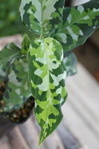 Aglaonema pictum var. tricolor アンダマン諸島　ポートブレア北部地域産　アグラオネマ　アンダマン_画像9