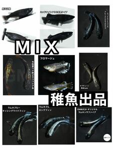 【GMめだか】MIX 稚魚 10匹→フロマージュ ラムネブルー ネプチューン黄金 サンシャイン グラディオ ミッドナイトフリル 黑天幻龍 等々