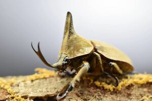 【INSECT JAWS】 オハウスエボシヒナカブト　初二齢5頭！！　オハウス