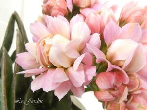 【GRANDIVA・グランディーバ（オージェ）】淡ピンク×白のグラデーション・バラ咲き・八重咲き・大輪のカランコエ