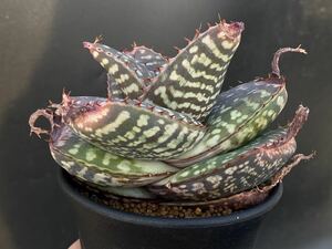 ◆アロエ/ラティフォリア◆Aloe maculata v.latifolia【14.09】