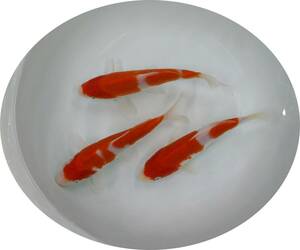 【ＫＨＦ】 錦鯉 紅白 約１９Ｃｍ ３尾セット 青木養鯉場産（山古志）A31B