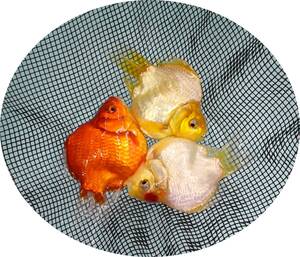 【ＫＨＦ】 金魚 玉サバ 当歳魚 約９Ｃｍ ３尾セット 青木養鯉場産（山古志）A19D