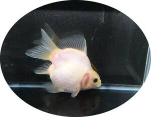 【ＫＨＦ】 金魚 玉サバ 当歳魚 約１２Ｃｍ 青木養鯉場産（山古志）A07I