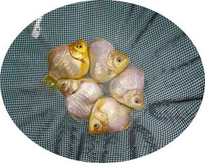 【ＫＨＦ】 金魚 玉サバ 当歳魚 約１０～１１Ｃｍ ５尾セット 青木養鯉場産（山古志）A25L