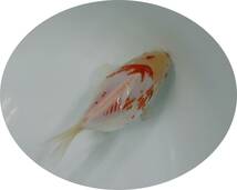 【ＫＨＦ】 金魚 玉サバ 当歳魚 約１３Ｃｍ 青木養鯉場産（山古志）A31E_画像2