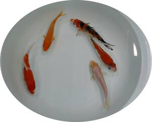 【ＫＨＦ】 錦鯉 ミックス 約１３～１５Ｃｍ ５尾セット 青木養鯉場産（山古志）A14A