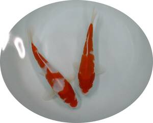 【ＫＨＦ】 錦鯉 紅白 約１９～２１Ｃｍ ２尾セット 青木養鯉場産（山古志）A30A