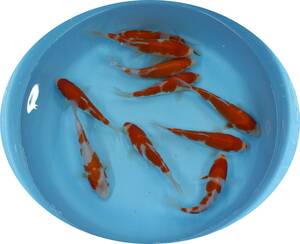 【ＫＨＦ】 錦鯉 紅白 約１６～２０Ｃｍ １０尾セット 青木養鯉場産（山古志）A16B