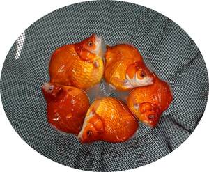 【ＫＨＦ】 金魚 玉サバ 当歳魚 約１１～１３Ｃｍ ５尾セット 青木養鯉場産（山古志）A01A