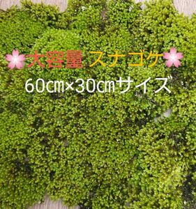 スナゴケ大容量60×30cmサイズ・盆栽・苔玉・植木周り・グランドカバー☆お手軽配送ネコポス便 盆栽 テラリウム素材