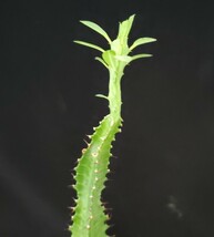 ★★多肉植物☆ユーフォルビア属★トリゴナ★★（4号鉢）高さ約38cm_画像4