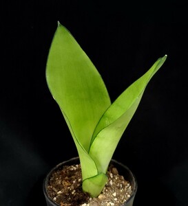 ★★多肉植物☆サンスベリア属★シルバーハニー★B★（4号鉢）高さ約36ｃm