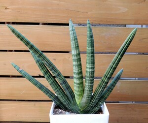 ** succulent plant * sansevieria .*bonse Len sis**(5 number pot ) height approximately 50cm