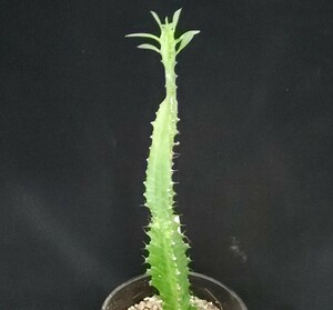 ★★多肉植物☆ユーフォルビア属★トリゴナ★★（4号鉢）高さ約38cm