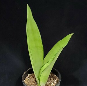 ★★多肉植物☆サンスベリア属★シルバーハニー★A★（4号鉢）高さ約36ｃm