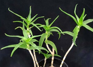 ★★多肉植物☆アロエ属★青々錦★B★（4号鉢）高さ約36ｃｍ