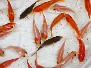 ★幻の金魚★「平成倭」★選別漏れ稚魚１０匹★５cm★おまけ付