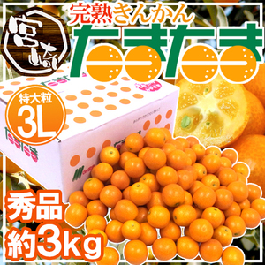 （予約）限定1箱！宮崎県【完熟きんかん たまたま】秀品 3Lサイズ 約3kg！！！！