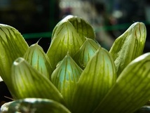 ハオルチア　オブツーサ　多肉植物　　明緑薄窓SO-2　１　一枚目は親株です_画像4