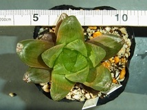 ハオルチア　オブツーサ　多肉植物　　明緑薄窓SO-2　２　一枚目は親株です_画像5