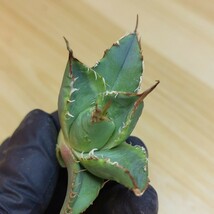 【825】 多肉植物 アガベ agave チタノタ 強棘肉厚 霸王竜 覆輪斑 葉包矮型 極上子株_画像2