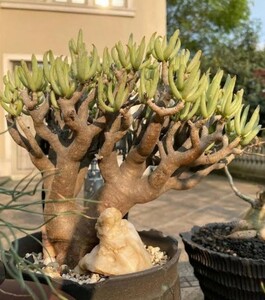 455 珍奇植物 チレコドン　ハリイ　エケセチェンフォンチェイン Tylecodon hallii, n of Eksteenfontein