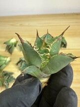 【963】多肉植物 アガベ agave チタノタ 強棘肉厚 霸王竜 葉包矮型 極上子株 10株セット_画像4