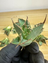 【963】多肉植物 アガベ agave チタノタ 強棘肉厚 霸王竜 葉包矮型 極上子株 10株セット_画像3