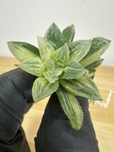 【974】多肉植物　観葉植物　ハオルチア　ハオルシア　魔剣錦　新葉糊斑　超美株　_画像1