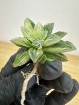 【974】多肉植物　観葉植物　ハオルチア　ハオルシア　魔剣錦　新葉糊斑　超美株　_画像6