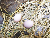 平飼い烏骨鶏、白・黒・アメリカンシルキーのミックス有精卵6個_画像3