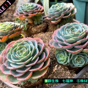 【新春 SALE！】★群生株　七福神　⑤株SET！★ 多肉植物