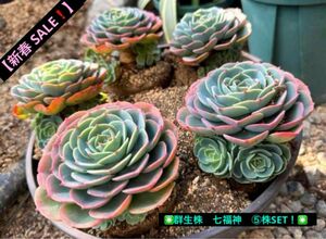 【新春 SALE！】★群生株　七福神　⑤株SET！★ 多肉植物