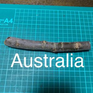 Australia穂木　イチジク穂木 いちじく穂木 