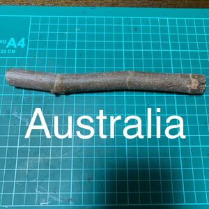 Australia穂木　イチジク穂木 いちじく穂木 